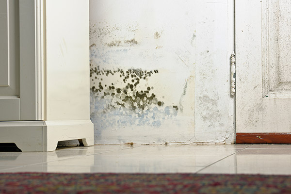The Importance of Timing in Water Damage Restoration