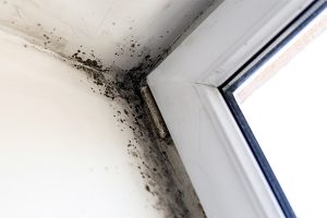 mold removal santa rosa