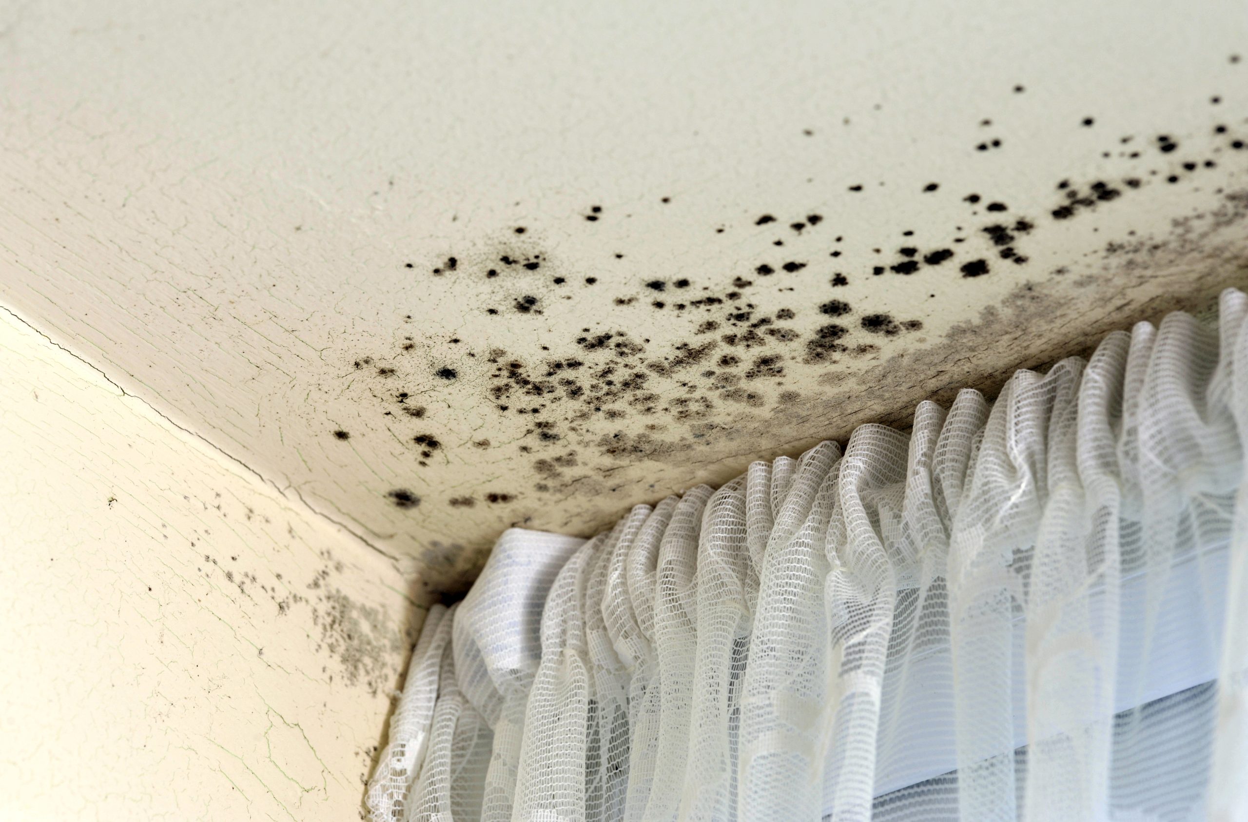 How To Prevent Mold Growth