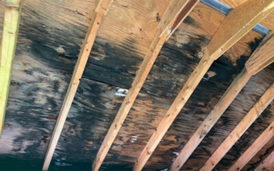 Do You Need Mold Testing? Here’s How to Tell (And Why You Shouldn’t Wait)